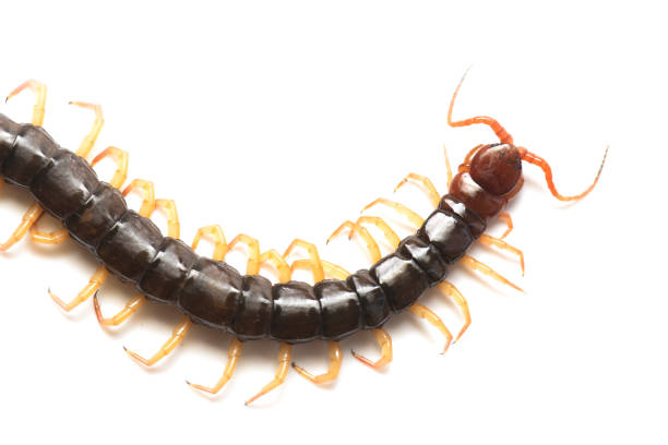 istock Close up the Giant red Centipede dangerous animal on white background. 1051085456
