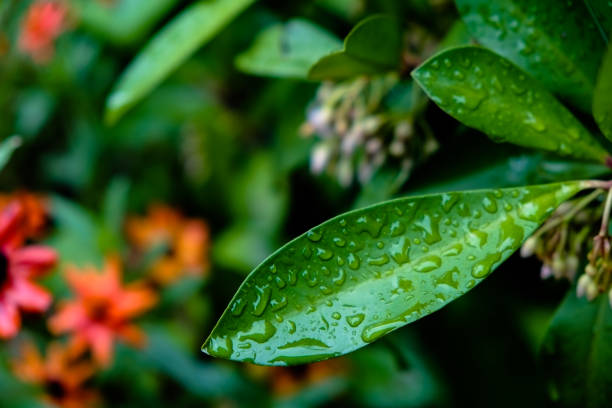 Concept of cloudy, rainy, cloudy, water, wet, travel, park, garden, litter, abstraction, sadness, mood, heart, petals