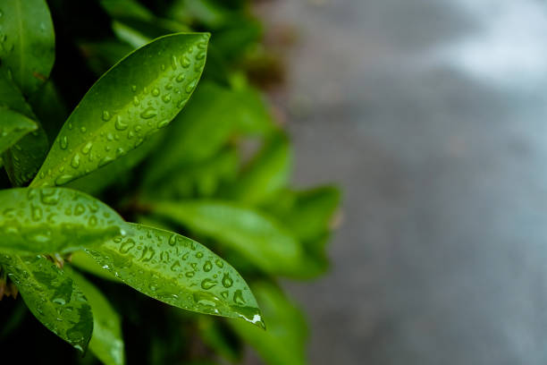 istock The view of park in rainy day. 1051086040