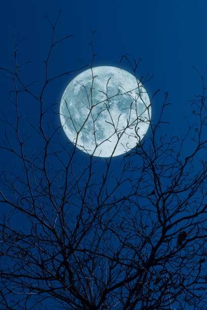 istock Full moon, clouds and skies with forest in the dark night 1051086448