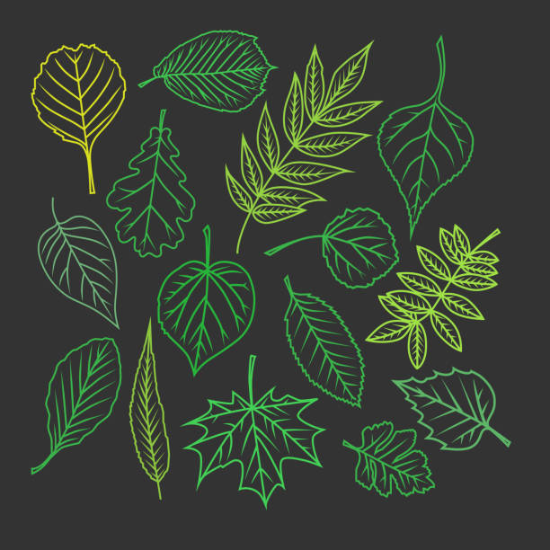 листья деревьев. красочные иллюстрации. - hawthorn square shape square leaf stock illustrations