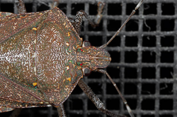 istock Macro Photo of Head of Shield Bug Isolated on Background 1051091734
