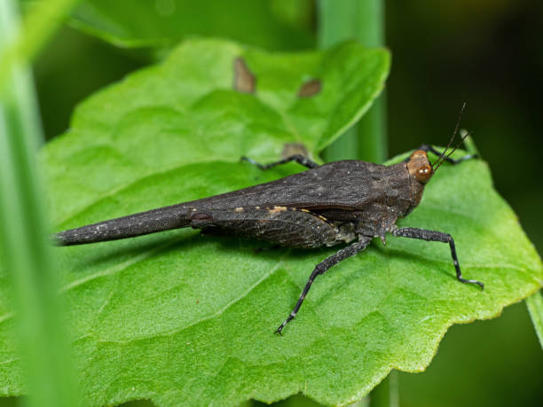 istock Macro Photo of Grasshopper on Green Leaf 1051091742
