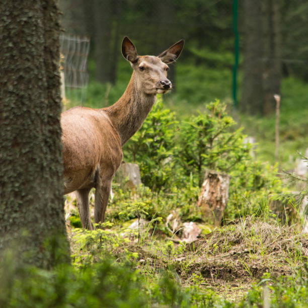 istock Red deer in forest. Bohemian Forest. Czech Republic. 1051092376