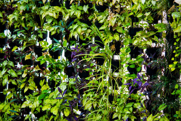 istock green leaves black pots flowers 1051092926