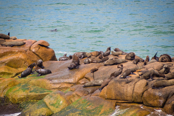 Sea wolves on the rocks in Cabo Polonio, coast of Uruguay rocks and sun stock photo