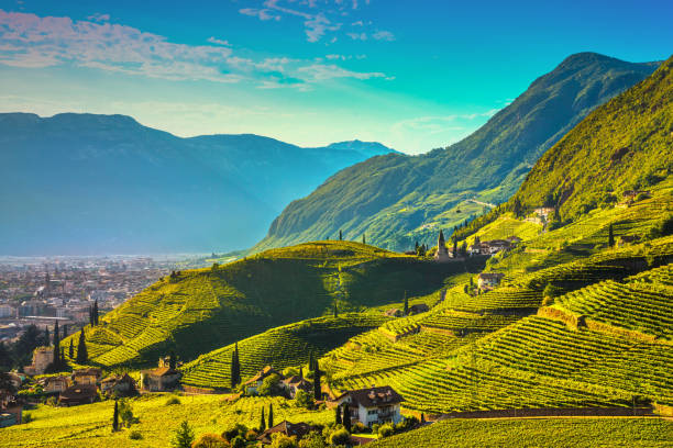 vue de vignobles de santa maddalena bolzano. italie, trentin-haut adige sud tyrol. - gewurztraminer photos et images de collection