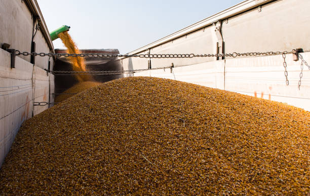 istock Pouring corn grain into tractor trailer after harvest at field 1051102876