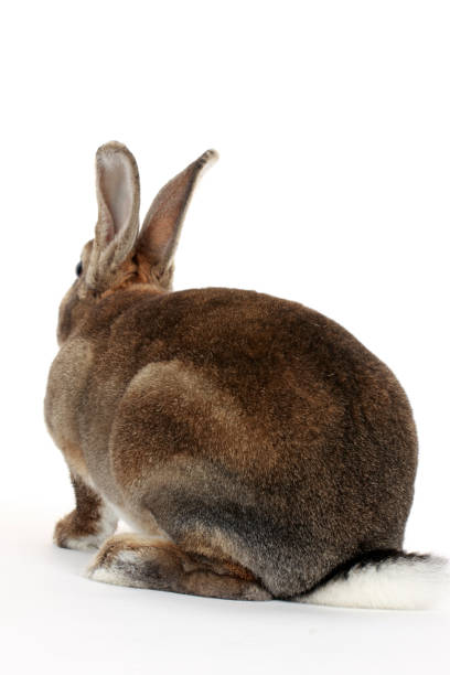 bunnies rear view shot  Isolated on white background bunnies rear view shot  Isolated on white background animal back stock pictures, royalty-free photos & images