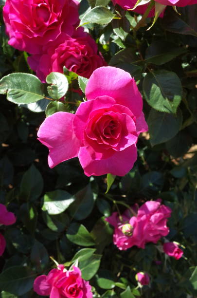 istock Rose - Pink 'Manou Meilland' 1051110766