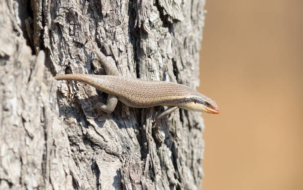 istock Kalahari tree skink (Trachylepis spilogaster) on a rock 1051111358