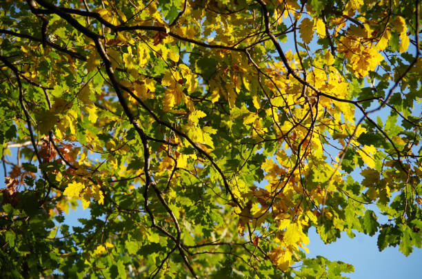 istock Colors Of Autumn 1051111386