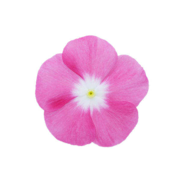 istock Isolated Madagascar periwinkle  flower 1051111388