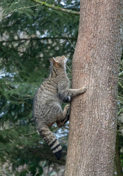 istock European wildcat climbing on a tree 1051115396