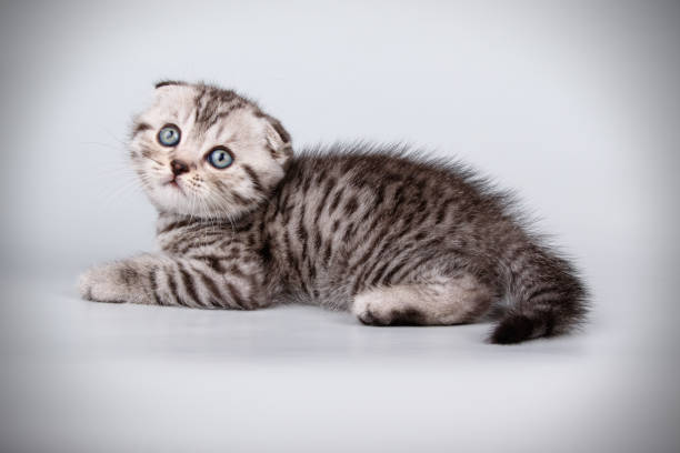 istock Scottish fold shorthair cat on colored backgrounds 1051120274