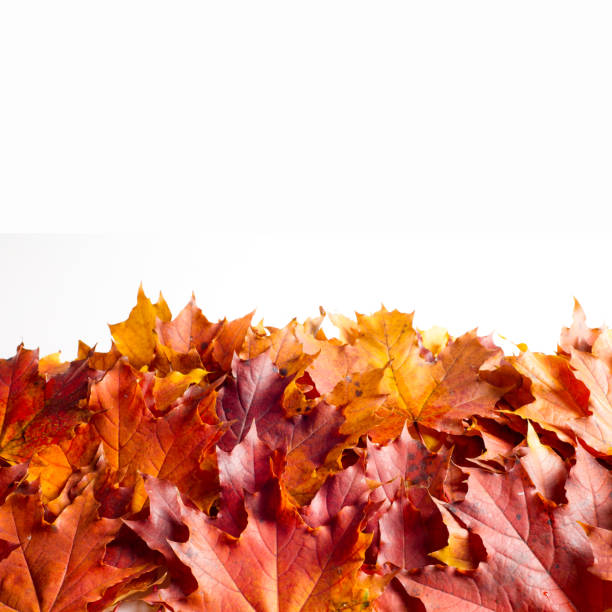istock Texture, background, autumn maple leaves on a white background. a tree or shrub with lobed leaves, winged fruits, and colorful autumn foliage, grown as an ornamental or for its timber or syrupy sap. 1051120356
