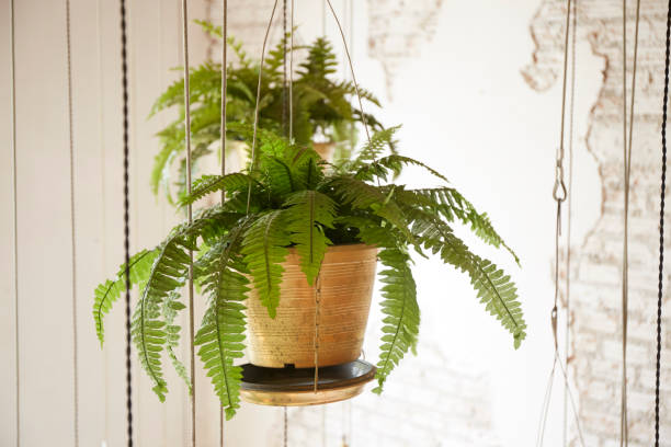 Pot of hanging plant