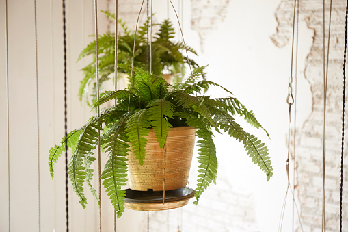 Pot of hanging fern plant for interior decoration
