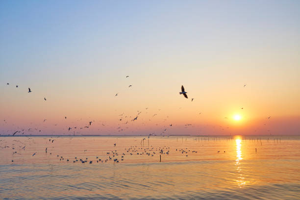 Dramatic sunset with seagull and sea