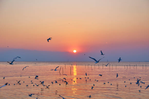 istock Dramatic sunset with seagull and sea 1051123118