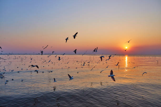 istock Dramatic sunset with seagull and sea 1051123120