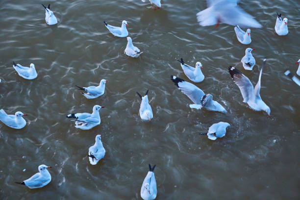 istock Flock of seagulls float on the sea 1051123366