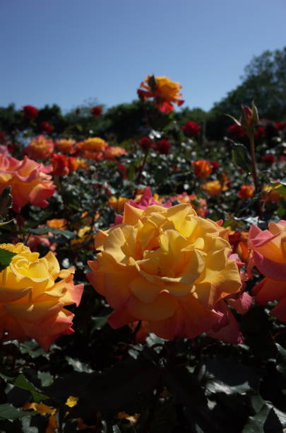 istock Rose - Yellow and Pink 'Rio Samba' 1051123684