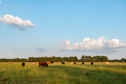 Commercial beef cow herd grazing Bermudagrass pasture during the golden hour.