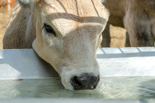 Head of calf who drinks water from trough or tank on farm. Portrait of muzzle. Close-up.
