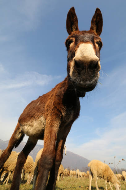 zabawny osioł z długimi uszami podczas wypasu - donkey mule large grazing zdjęcia i obrazy z banku zdjęć