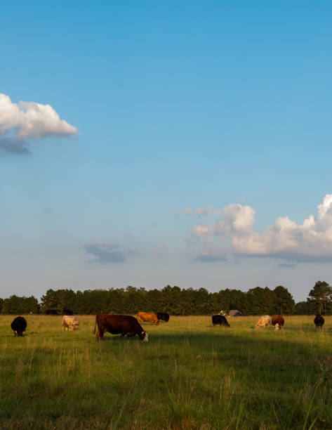 istock Vivid vertical commericial beef cows grazing 1051127278