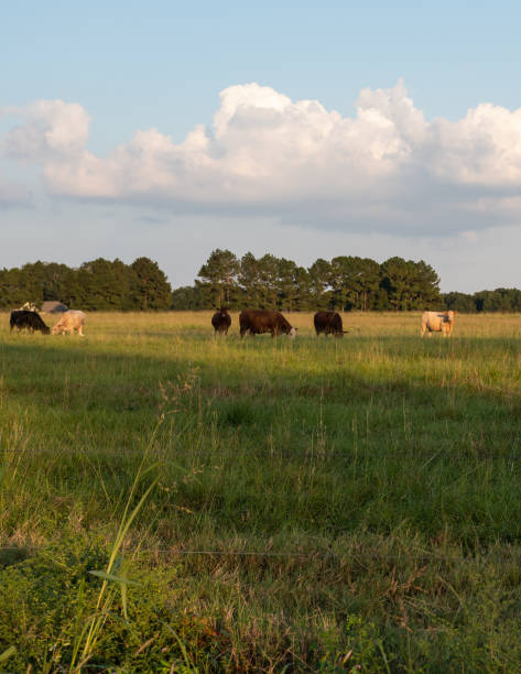 istock Vertical - Ag background beef cattle in late afternoon 1051127774