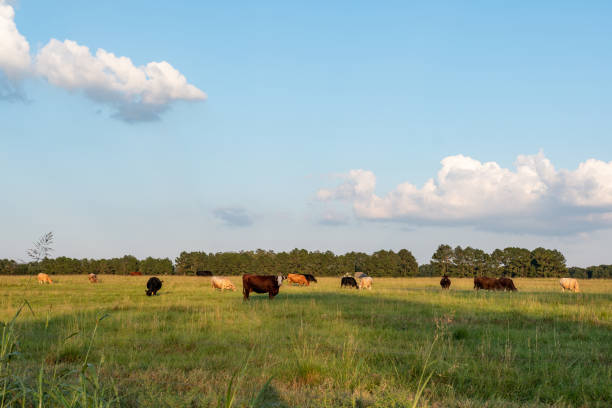 istock Beef cattle in late afternoon pasture - Landscape vivid 1051127938
