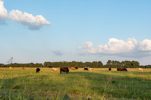 Landscape agricultural background image of beef cattle grazing in late afternoon with one cow looking at the camera with blank area for copy at the top and bottom