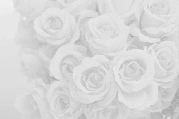 istock White rose fabric flowers decorative background. 1051131726