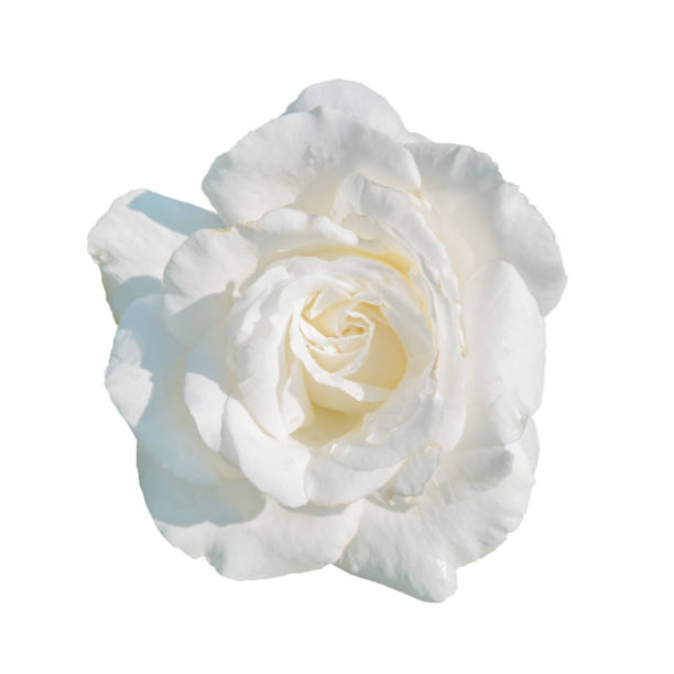 istock white rose flower isolated on white background. 1051132488