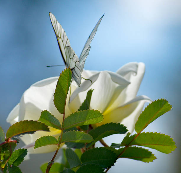 Black-veined white butterfly against sunny blue sky on top of a white layered Midsummer rose (rosa pimpinella)