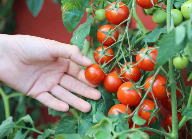 istock child hand harvesting tomatoes from an urban garden 1051134896