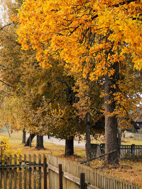 istock Countryside street in autumn 1051135262