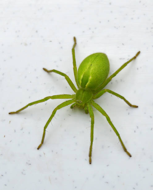 istock Totally green huntsman spider 1051135482