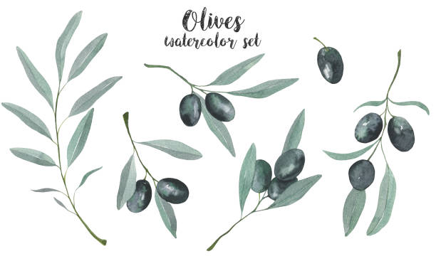 ilustrações de stock, clip art, desenhos animados e ícones de set with beautiful olive branches and leaves. real watercolor painting - olive tree tree olive leaf