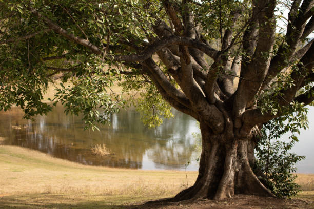 istock Large fig tree at Lake Wivenhoe 1051139692
