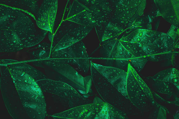 Nature leaf with dew on dark forest background. Rainforest environment.