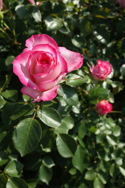 istock Rose - Light Pink and White 'Nicole' 1051142780