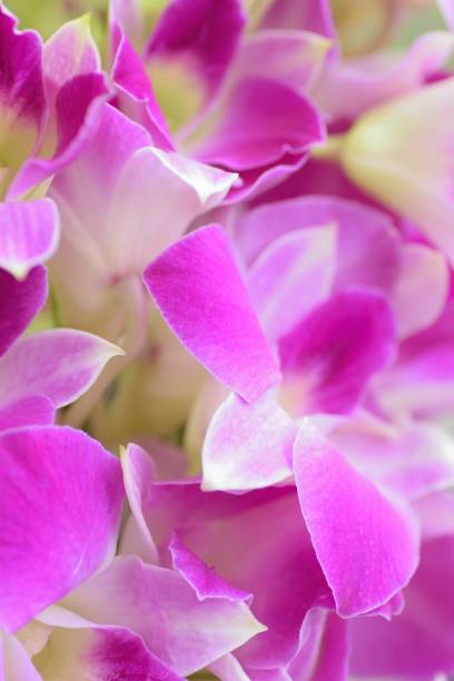 istock Macro texture of purple Orchid flowers 1051143106
