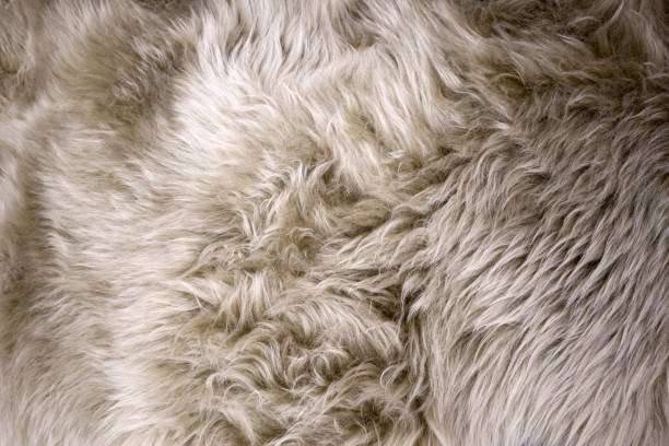 White and beige fluffy sheep fur closeup