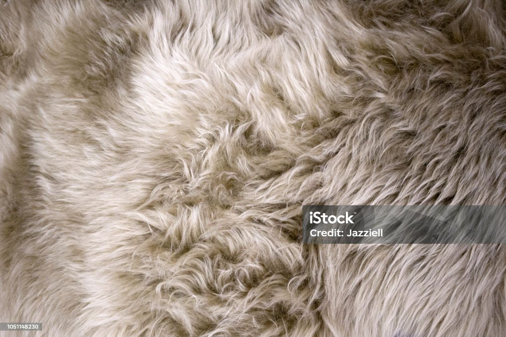 Белый и бежевый пушистый мех овец крупным планом - Стоковые фото Баран роялти-фри
