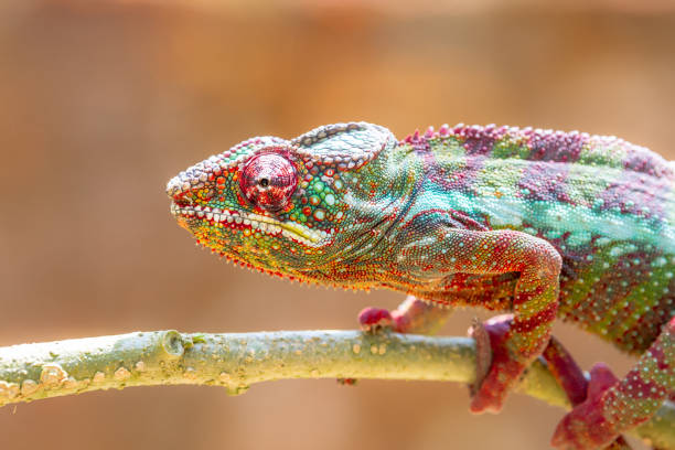레오 파 드 카멜레온 나무 마다 가스 카 르에서 등반 - chameleon reptile madagascar animal 뉴스 사진 이미지