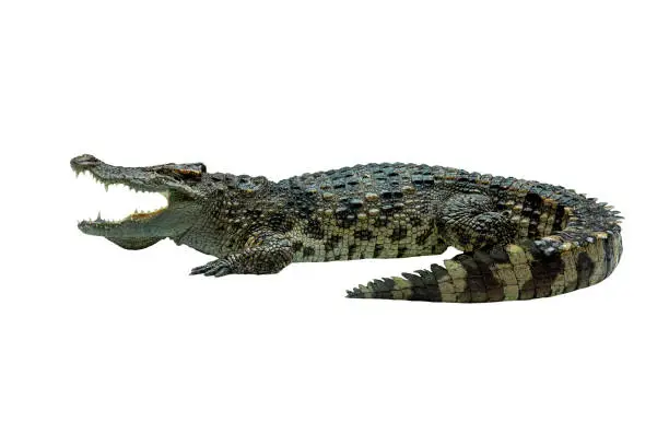 Photo of Closeup crocodile isolated on white background