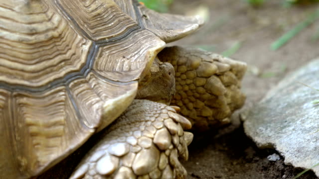 4K Sulcata tortoise defend itself
